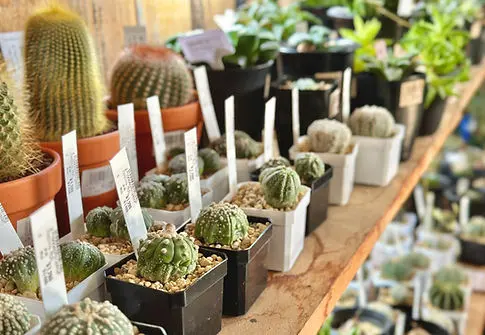 めずらしい品種の植物が欲しい!