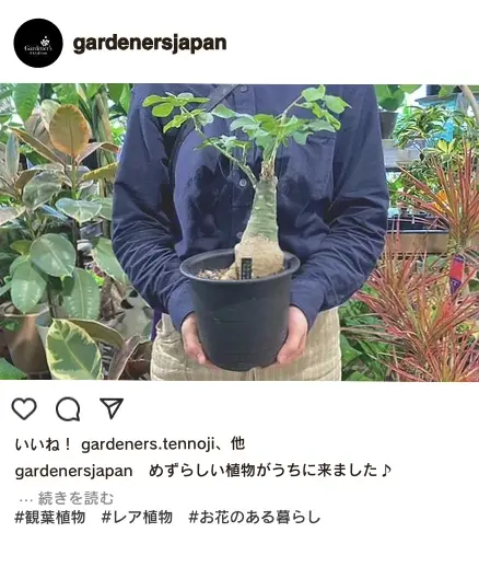 めずらしい植物がうちに来ました♪