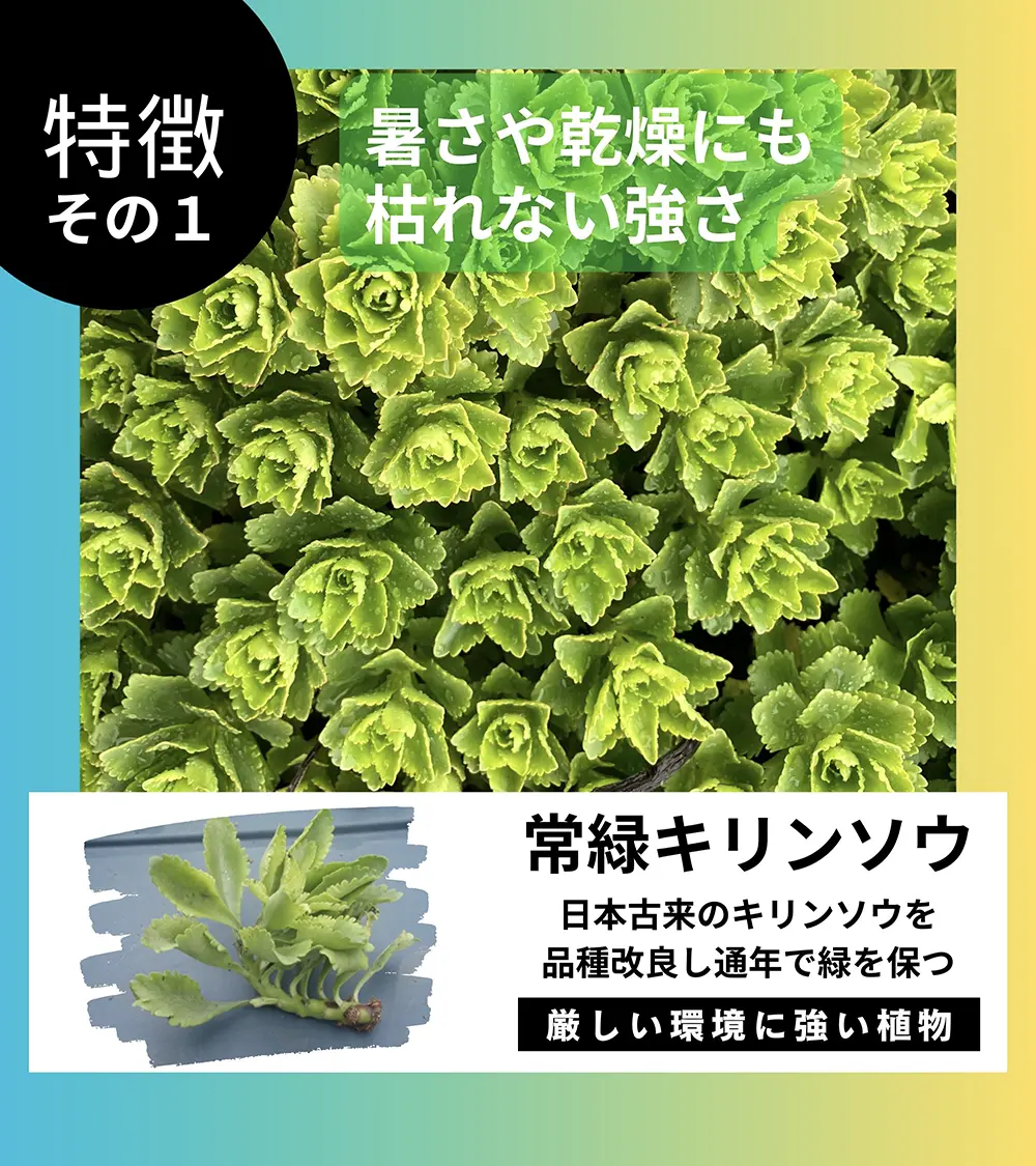 暑さや乾燥にも枯れない強さ