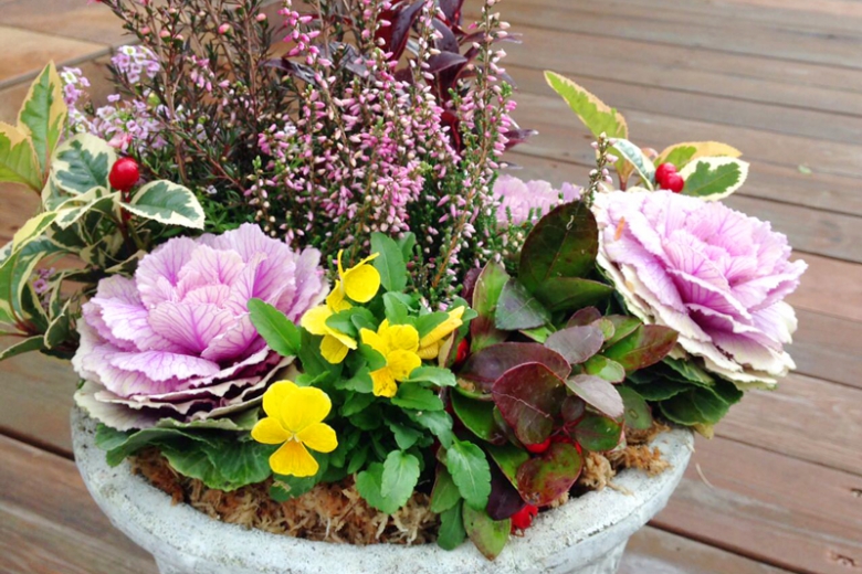 12 12 土 阪上先生の 季節の花で華やかに クリスマス お正月 寄せ植えリメイク Gardener S Japan ガーデナーズジャパン