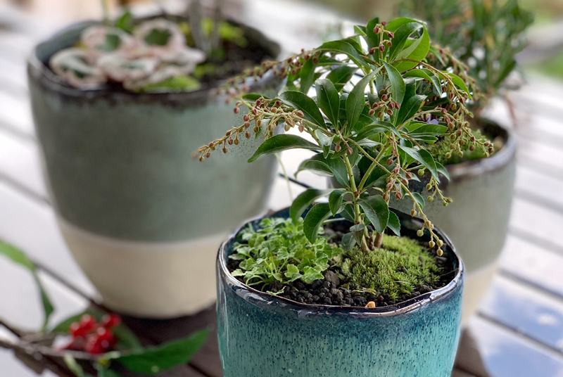 中止】2/23(火・祝) 小針先生の 小鉢で楽しむ山野草寄せ植え＆早春の山