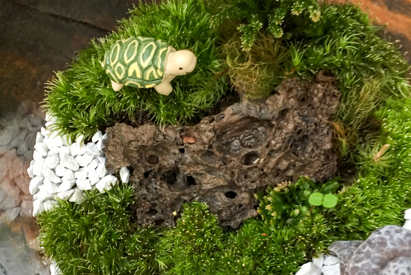 9/18(土) 小針先生の お部屋に飾る小さな和の庭 苔テラリウムづくり