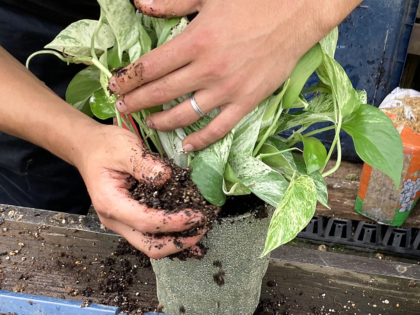 観葉の植え替え、ちょっと待って！まずはタイミングの確認を