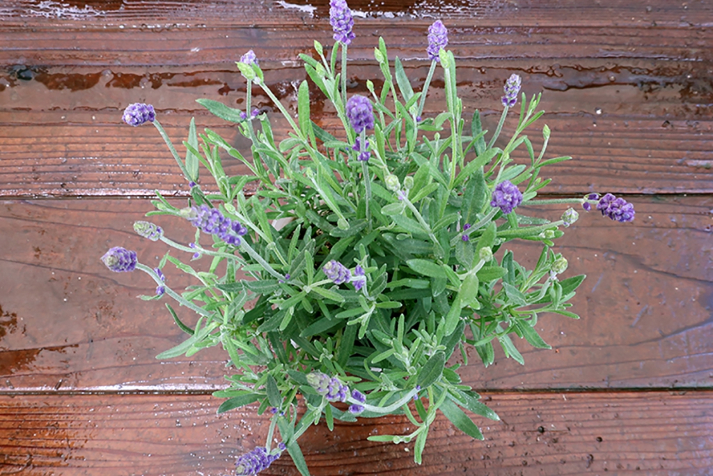 コーディネートを楽しむ寄せ植えのバリエーション Gardener S Japan ガーデナーズジャパン