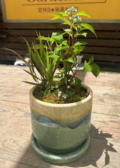 6/7(土) 小針先生の 夏の山野草寄せ植え＆リメイク - GARDENER'S JAPAN