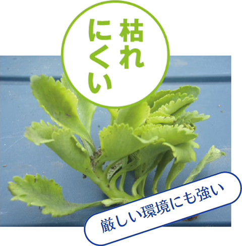 枯れにくい
