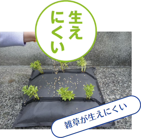 生えにくい